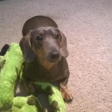 max pet weight 000 or 999 zillow max pet weight 000 or 999 zillow