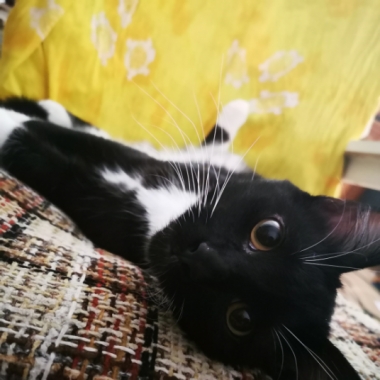 La Fouine Pet Dwelling La Fouine Pet Dwelling