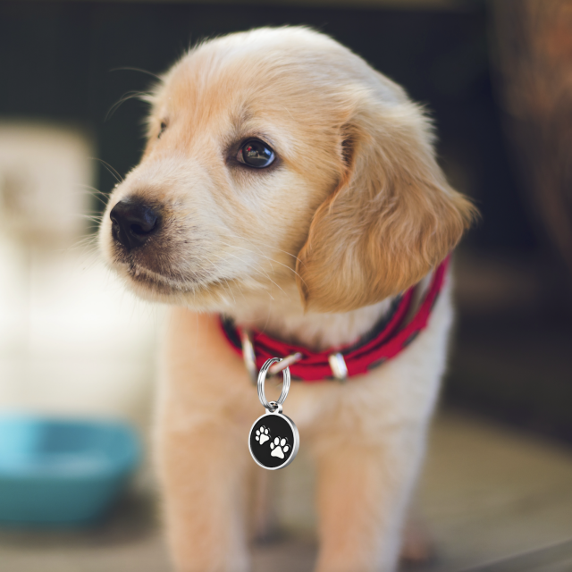 QR Pet Tag - Small Pets